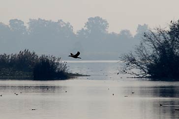 Harike Wetland