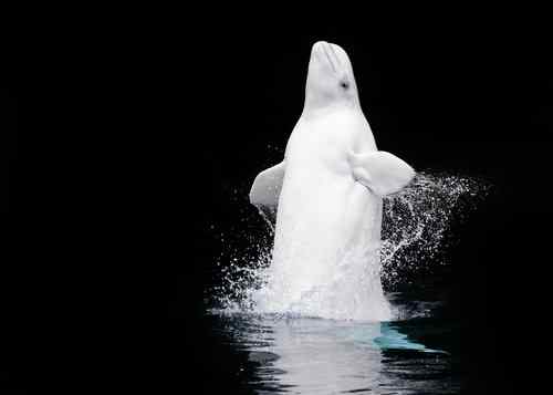 Vancouver Aquarium Photo